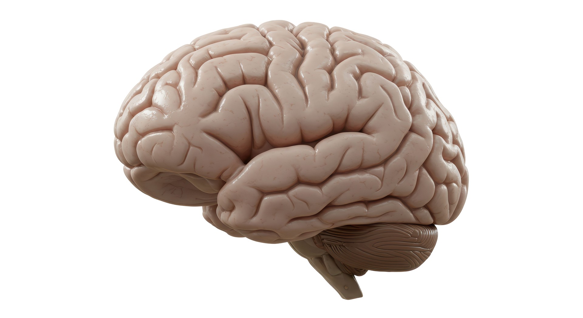 The Human Brain that Shane Dean talks about in his TONIC! talks